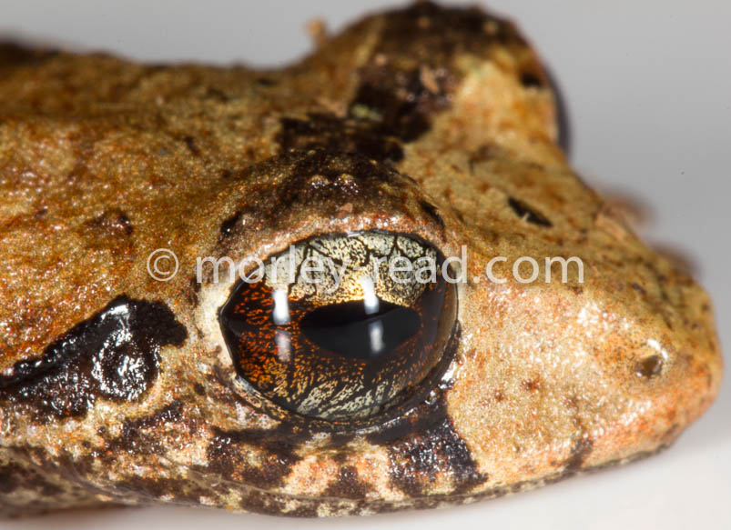 Pristimantis sp. 2