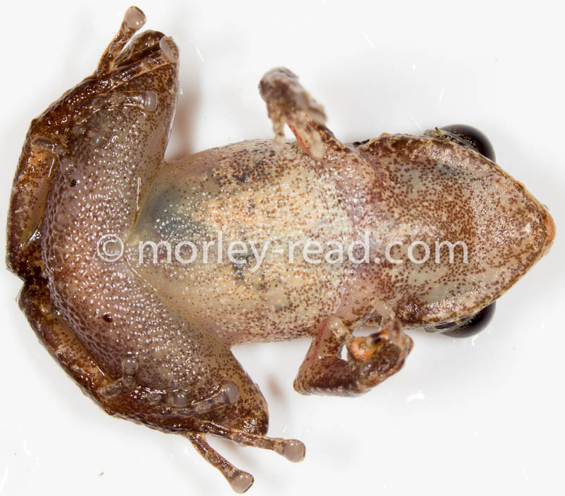 Pristimantis sp. 2