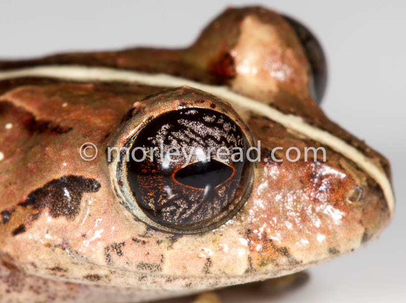 Pristimantis sp. 2