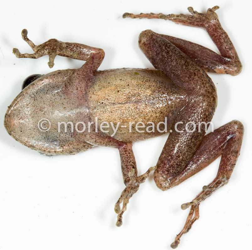 Pristimantis sp. 2