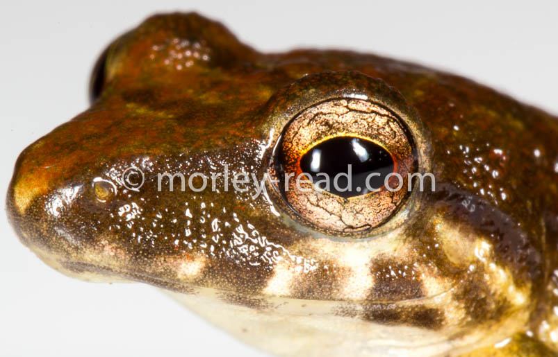Pristimantis variabilis