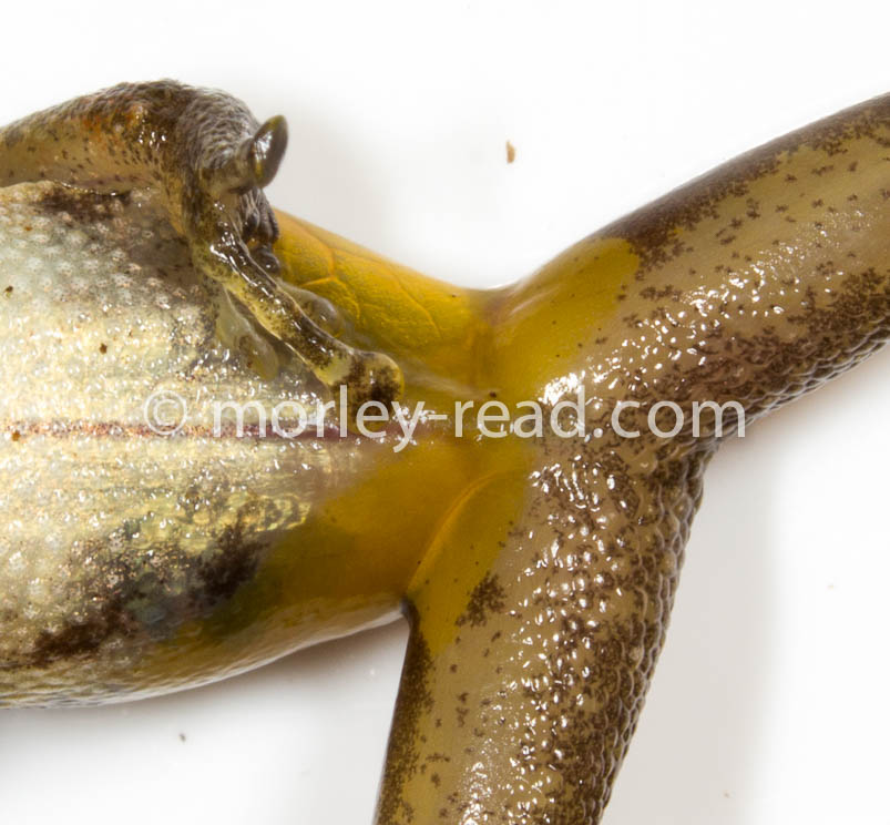 Pristimantis variabilis