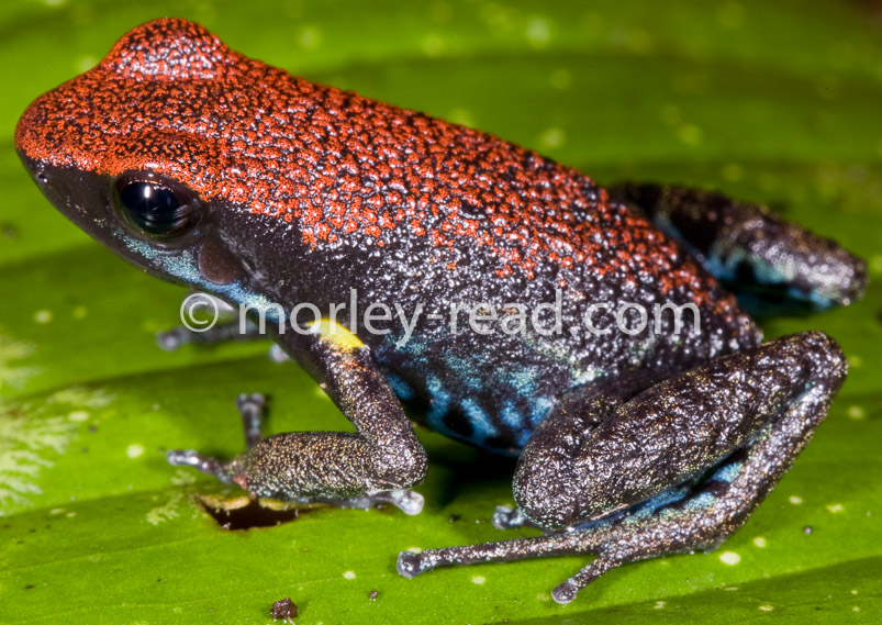 Ameerega bilinguis