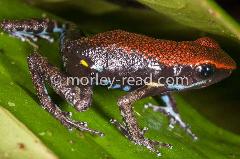 Ameerega bilinguis