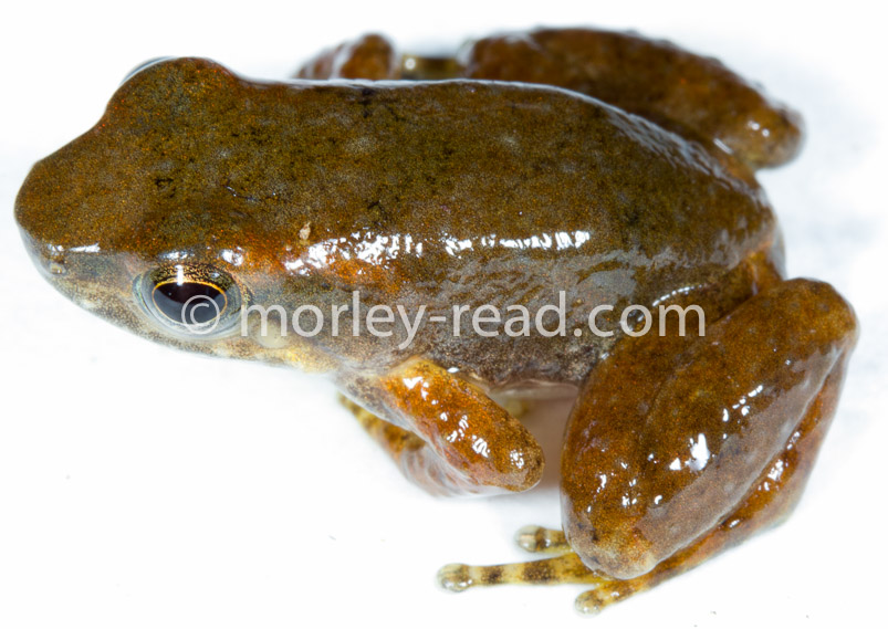 Hyloxalus sp.
