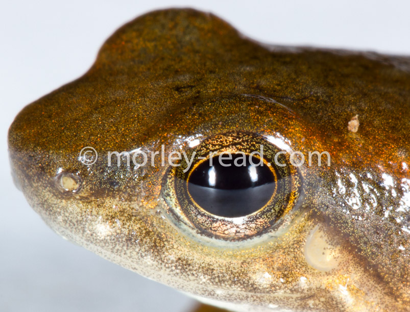 Hyloxalus sp.