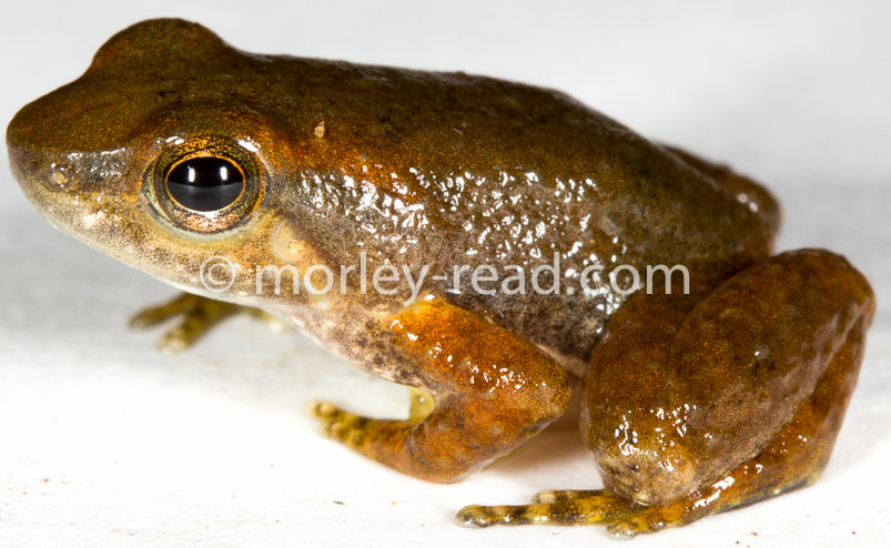 Hyloxalus sp.