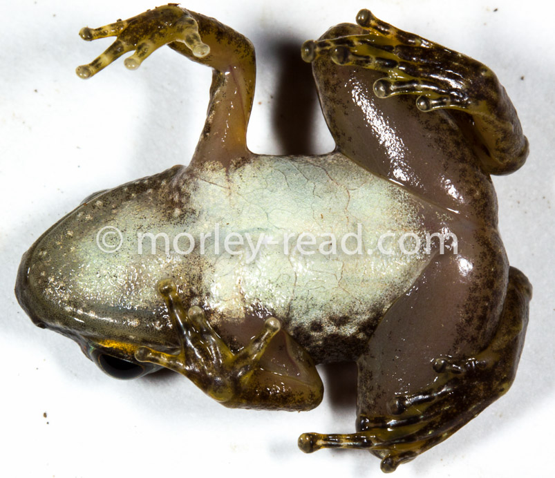 Hyloxalus sp.