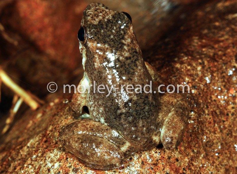 Hyloxalus sp.