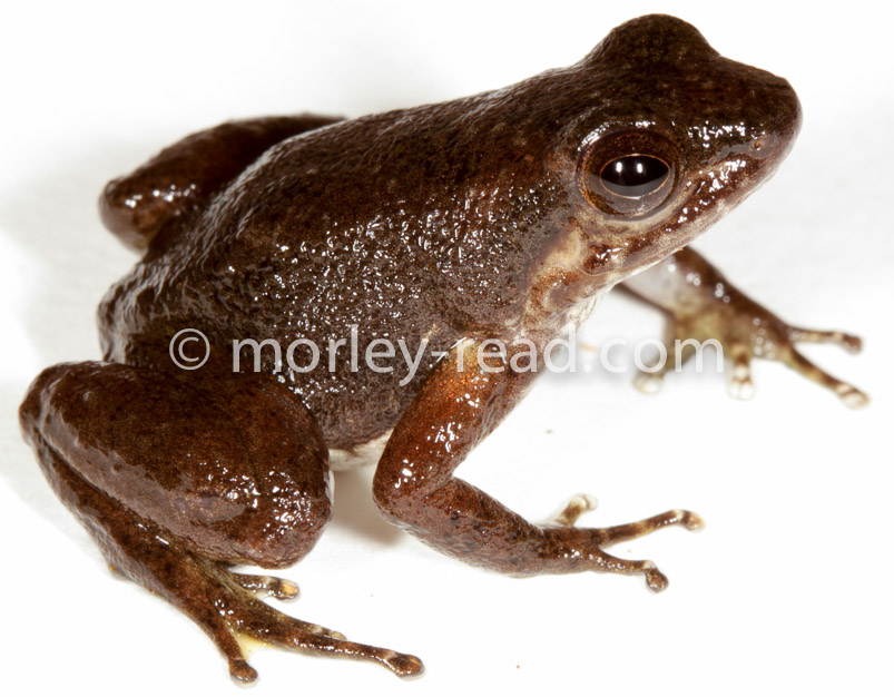 Hyloxalus sp.