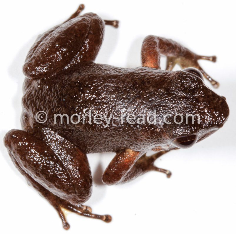 Hyloxalus sp.