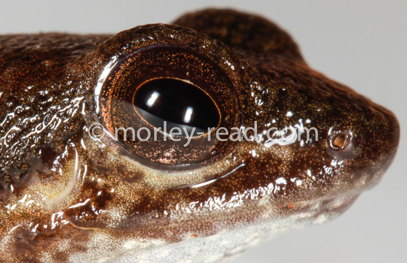 Hyloxalus sp.