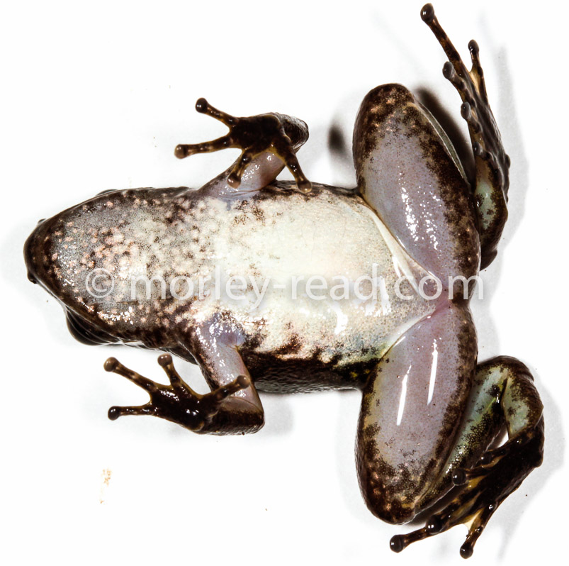 Hyloxalus sp.