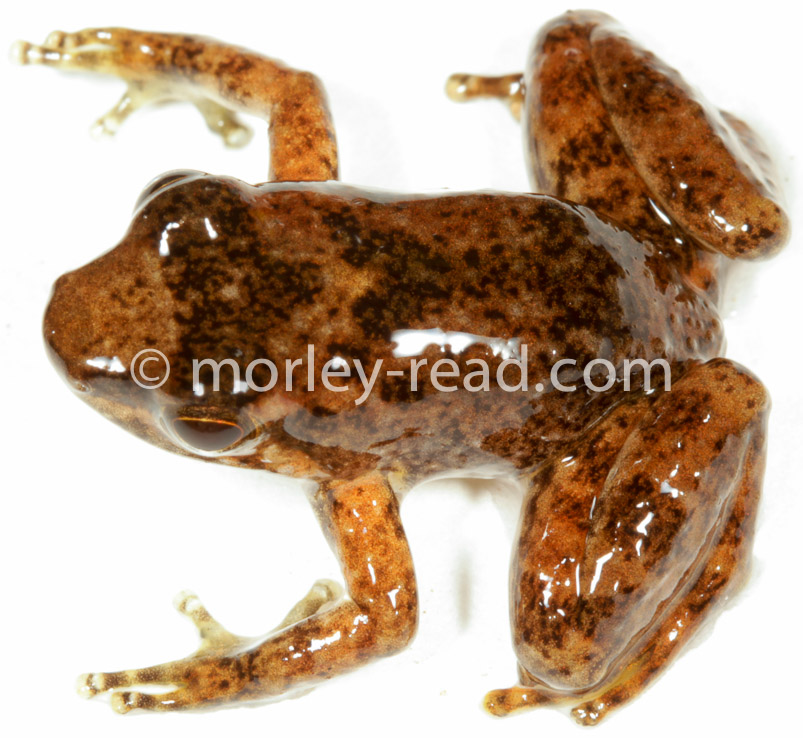 Hyloxalus sp.