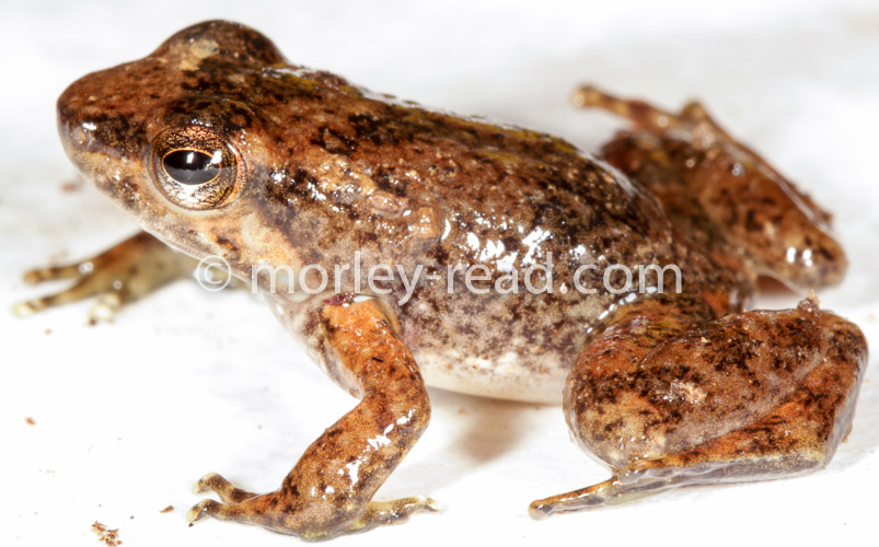 Hyloxalus sp.