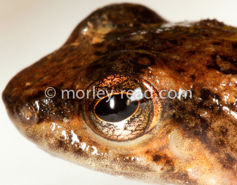 Hyloxalus sp.
