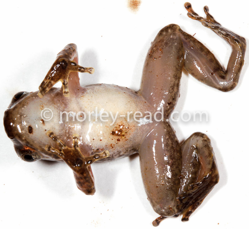Hyloxalus sp.