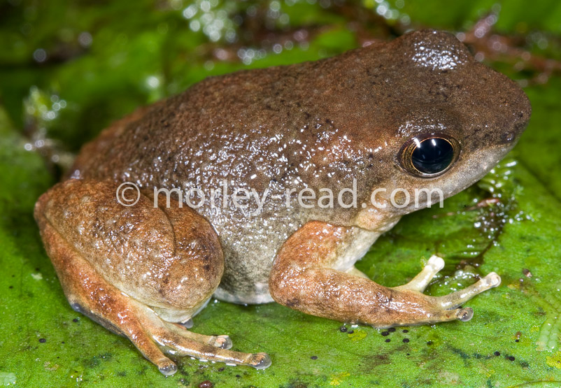 Hyloxalus sp.