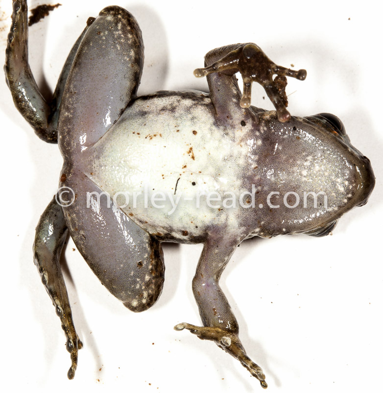 Hyloxalus sp.