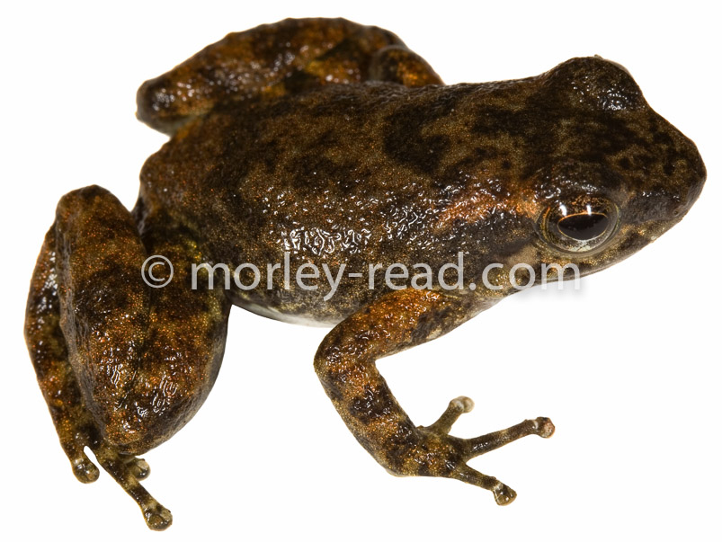 Hyloxalus sp.