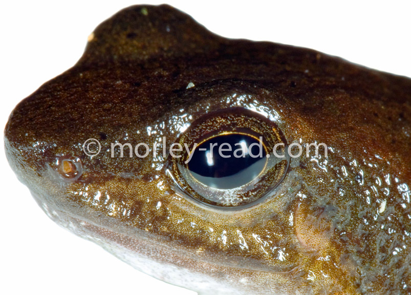 Hyloxalus sp.