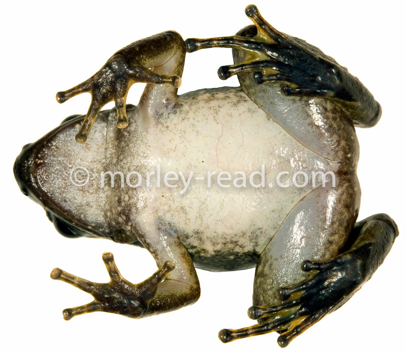 Hyloxalus sp.