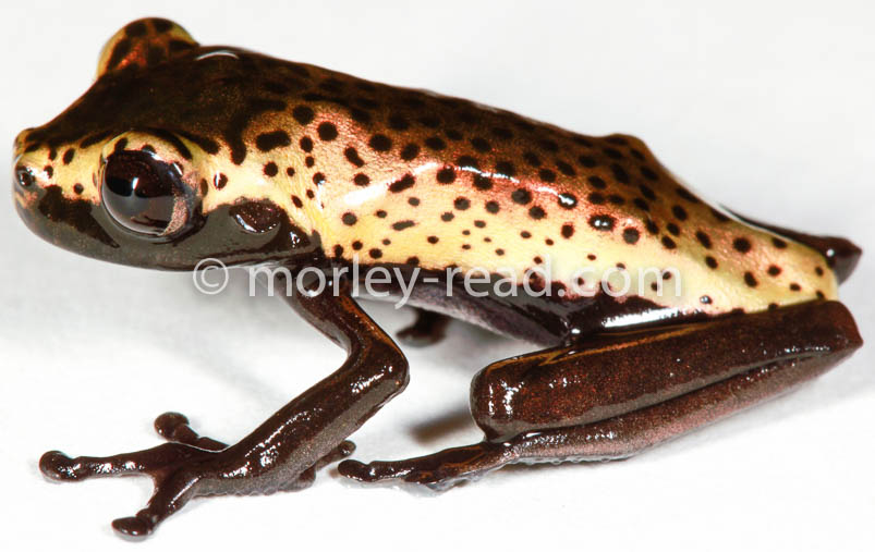 Hypsiboas geographicus