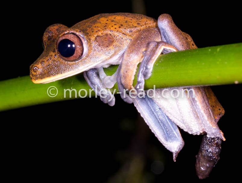 Hypsiboas geographicus
