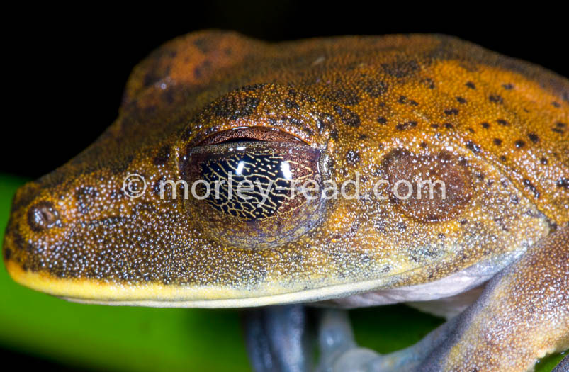 Hypsiboas geographicus
