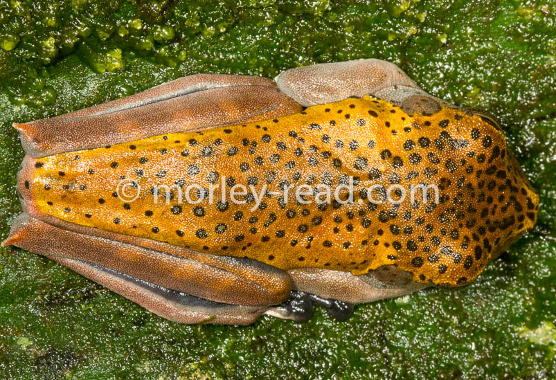 Hypsiboas geographicus