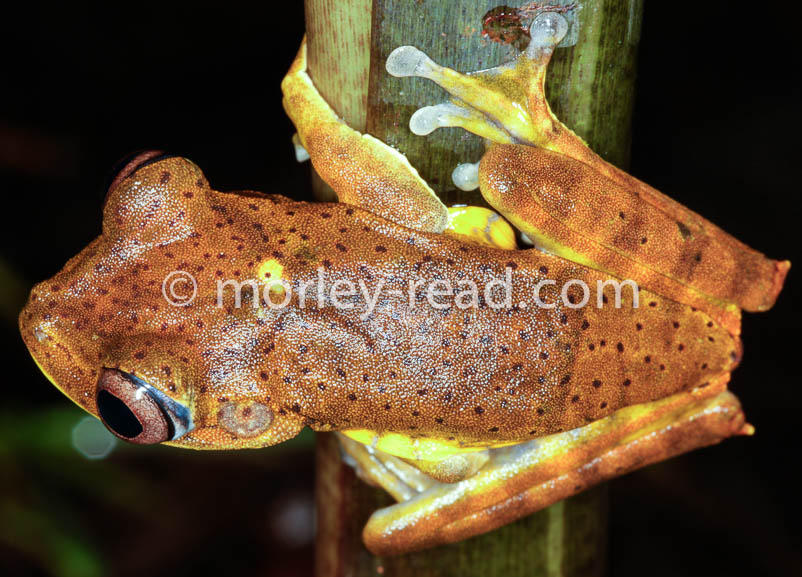 Hypsiboas geographicus