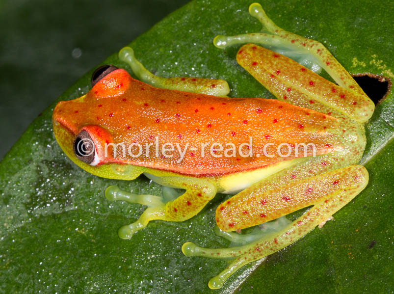 Hypsiboas punctatus