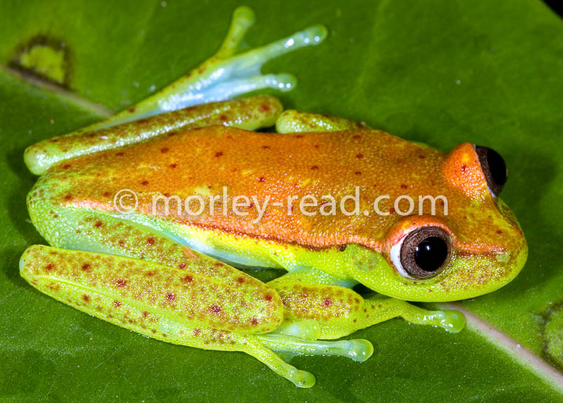 Hypsiboas punctatus