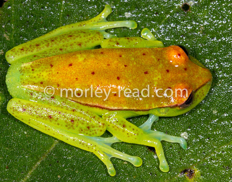 Hypsiboas punctatus