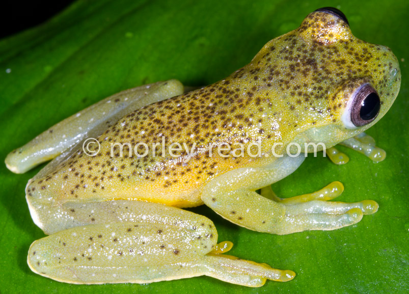 Hyloscirtus torrenticola