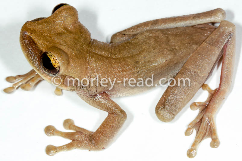 Osteocephalus fuscifacies