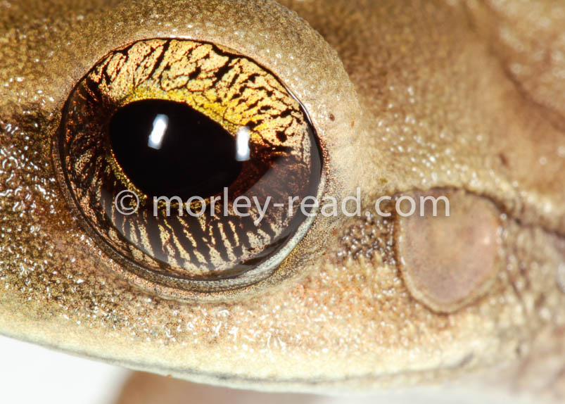 Osteocephalus fuscifacies