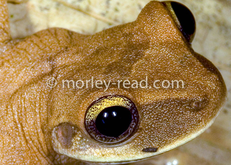 Osteocephalus fuscifacies