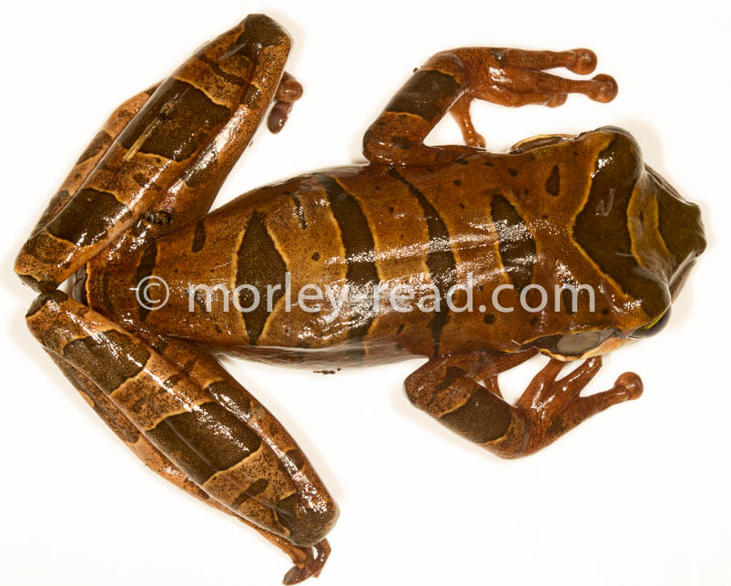 Osteocephalus mutabor