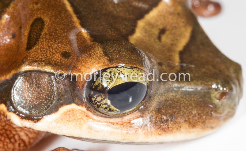 Osteocephalus mutabor