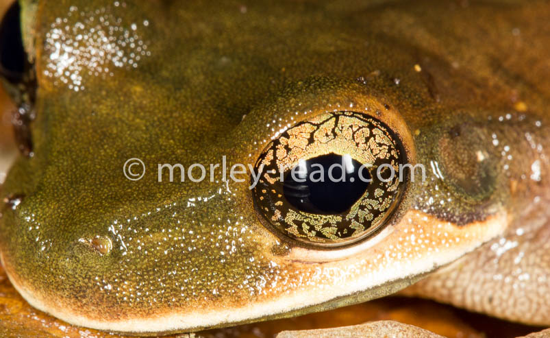 Osteocephalus mutabor