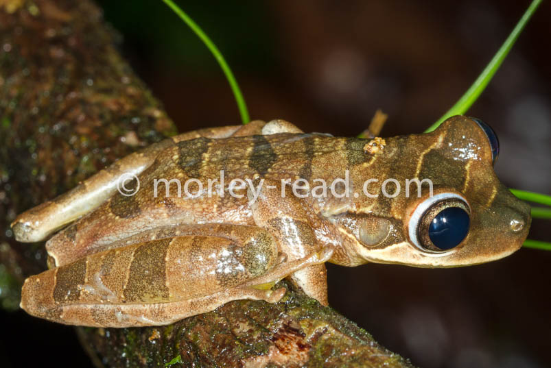 Osteocephalus mutabor