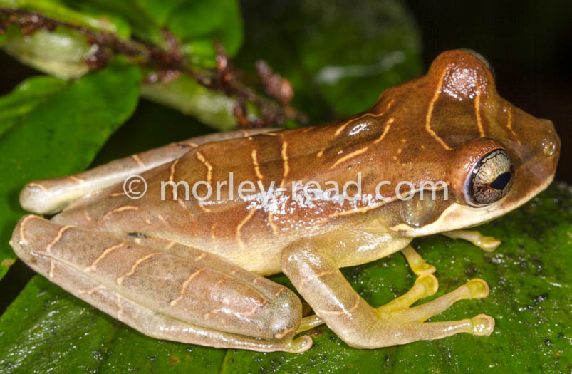 Osteocephalus mutabor