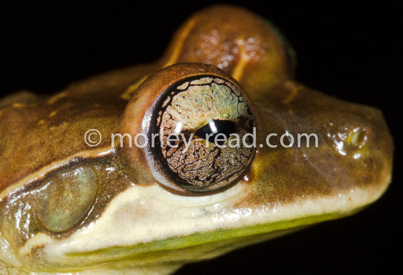 Osteocephalus mutabor
