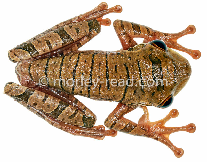 Osteocephalus mutabor