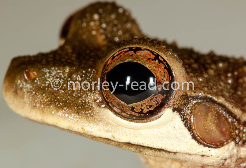Osteocephalus mutabor