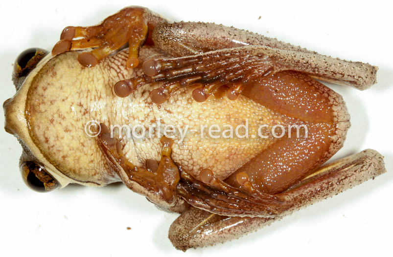 Osteocephalus mutabor