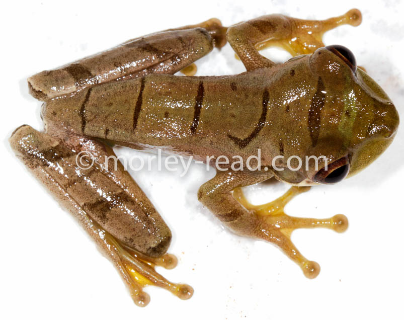 Osteocephalus mutabor