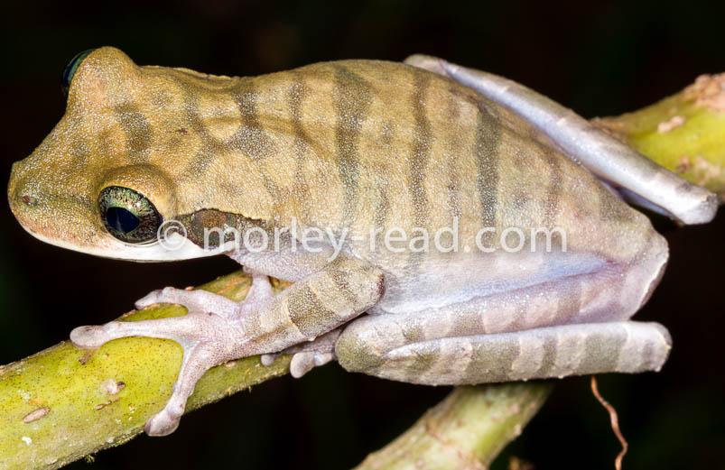 Osteocephalus mutabor