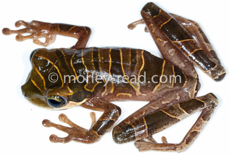 Osteocephalus mutabor
